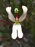 Detail květu Stylidium schoenoides