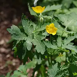 Stylophorum diphyllum, obsahující berberin