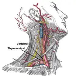 Pod klíční kostí je patrná a. subclavia. Popisky jsou označeny dvě její větve, truncus thyrocervicalis a arteria vertebralis