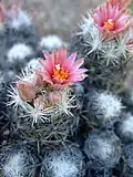 Escobaria sneedii