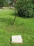 Strom z Laponska v Parku Moravských bratří