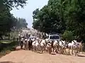 Dobytek na ulici v Džubě