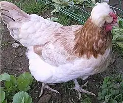 Slepice sulmtálky