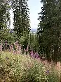 Z vrcholu na Boubín (1362 m)