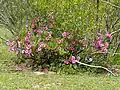 Adenium swazicum