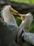 Sup mrchožravý v Zoo Praha
