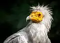 Sup mrchožravý v Zoo Praha