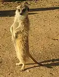 Vzpřímená surikata v poušti Kalahari