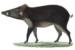 Kresba prasete sundského na bílém pozadí
