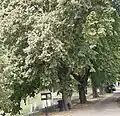 Lipová alej u rybníka, památné stromy