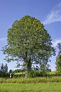 Svárovská lípa "Maruška"