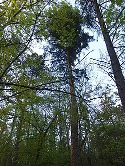 Kadaňská douglaska