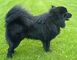 Laponský špic