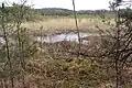 Swamp