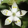 Květ Swertia bimaculata
