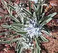 Frasera albicaulis