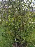 Sycopsis sinensis
