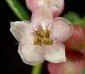 Detail květu pámelníku bílého (Symphoricarpos albus)