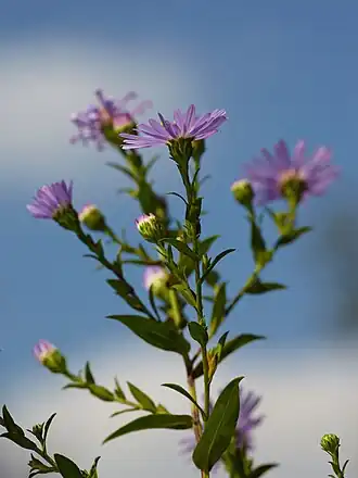 alternativní popis obrázku chybí