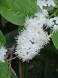 Květenství Symplocos chinensis