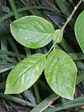 Listy Symplocos chinensis