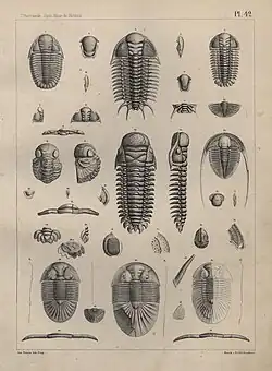 Tabule 42. z prvního svazku encyklopedie Système silurien du centre de la Bohême (1852), věnovaného trilobitům