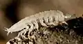 Drobný jeskynní korýš Mesoniscus graniger