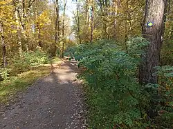 Stezka, Leśnica