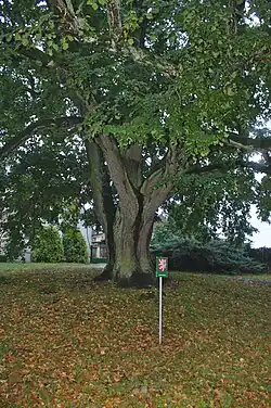 Týnecká lípa