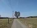 Lípa malolistá u křížku na Těšnově