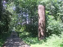 Třídvorecký dub