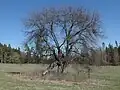 Třešeň - ptačka na pastvině nad obcí Spolí u Č. Krumlova.