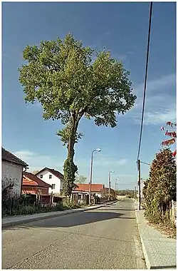 Duby v Třesovicích