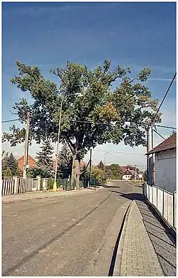 Duby v Třesovicích