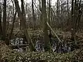 Tůň v bezzásahové části Havrany se spadanými stromy