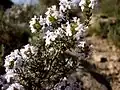 Tymián obecný (Thymus vulgaris): sekce Thymus
