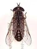Tabanus unifasciatus Francie