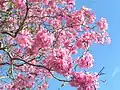 Kvetoucí Tabebuia impetiginosa