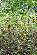 Iboga (Tabernanthe iboga)