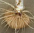 Hlíza taky Tacca leontopetaloides