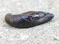 plžicovití (Milacidae) - (plžice štíhlá Tandonia budapestensis) - pneumostom je v zadní části pláště