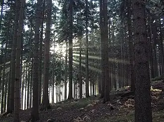 Pohled do smrkové monokultury, většinu zabírají rovné smrkové kmeny, v horní části jsou vidět větve s jehličím. Na zemi hrabanka tvořená hlavně opadaným jehličím. Vlevo zpoza stromů prosítá slunce, jehož paprsky se lomí mezi kmeny.