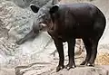 Tapír středoamerický ve Franklinské zoo v Bostonu
