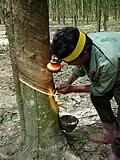 Práce na kaučukovníkové plantáži v Thajsku