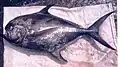 Pražma Steindachnerova (Taractichthys steindachneri)