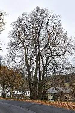 Památný strom Tatrovická lípa