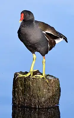 Slípka zelenonohá (Gallinula chloropus)
