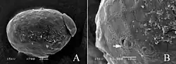 Vajíčka Teloganopsis setosa