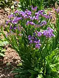 Limonium sinuatum na záhoně