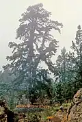 Pohled na celý strom